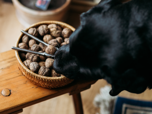 Mag een hond een walnoot eten?