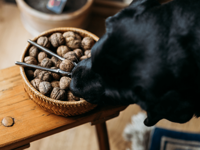 Waarom eet en drinkt mijn hond niet meer? Oorzaken en tips