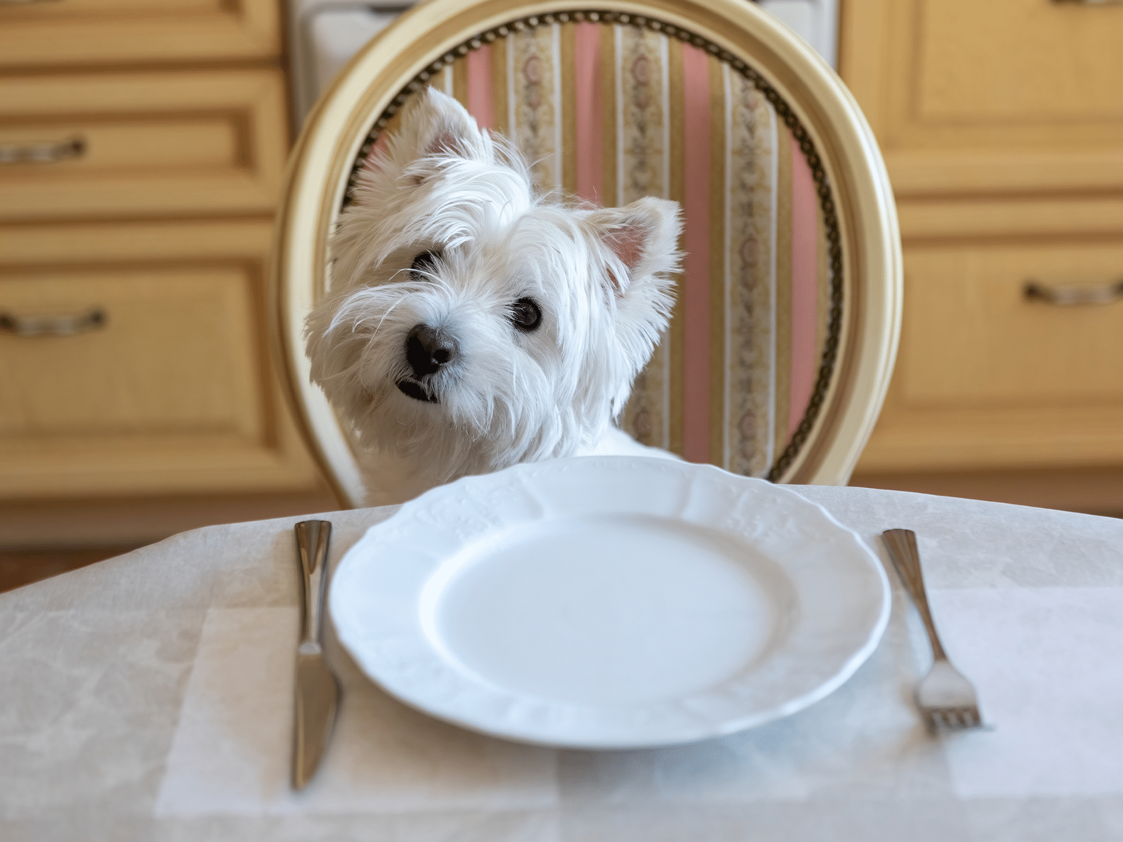 Mag een hond ontbijtkoek eten?