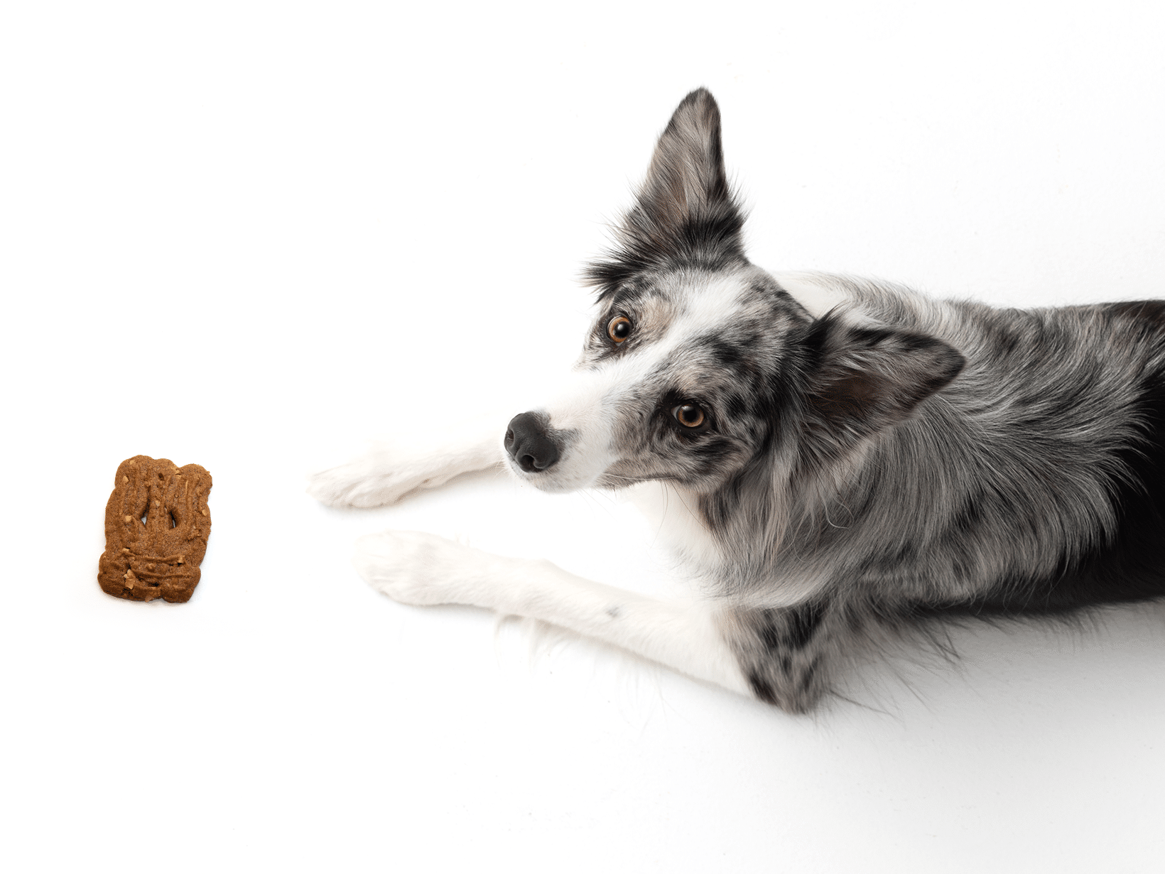 Mag een hond speculaas eten?