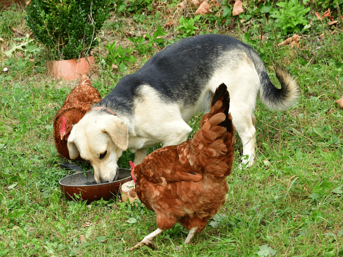 Mag een hond een gekookt ei? Voedingstips voor honden