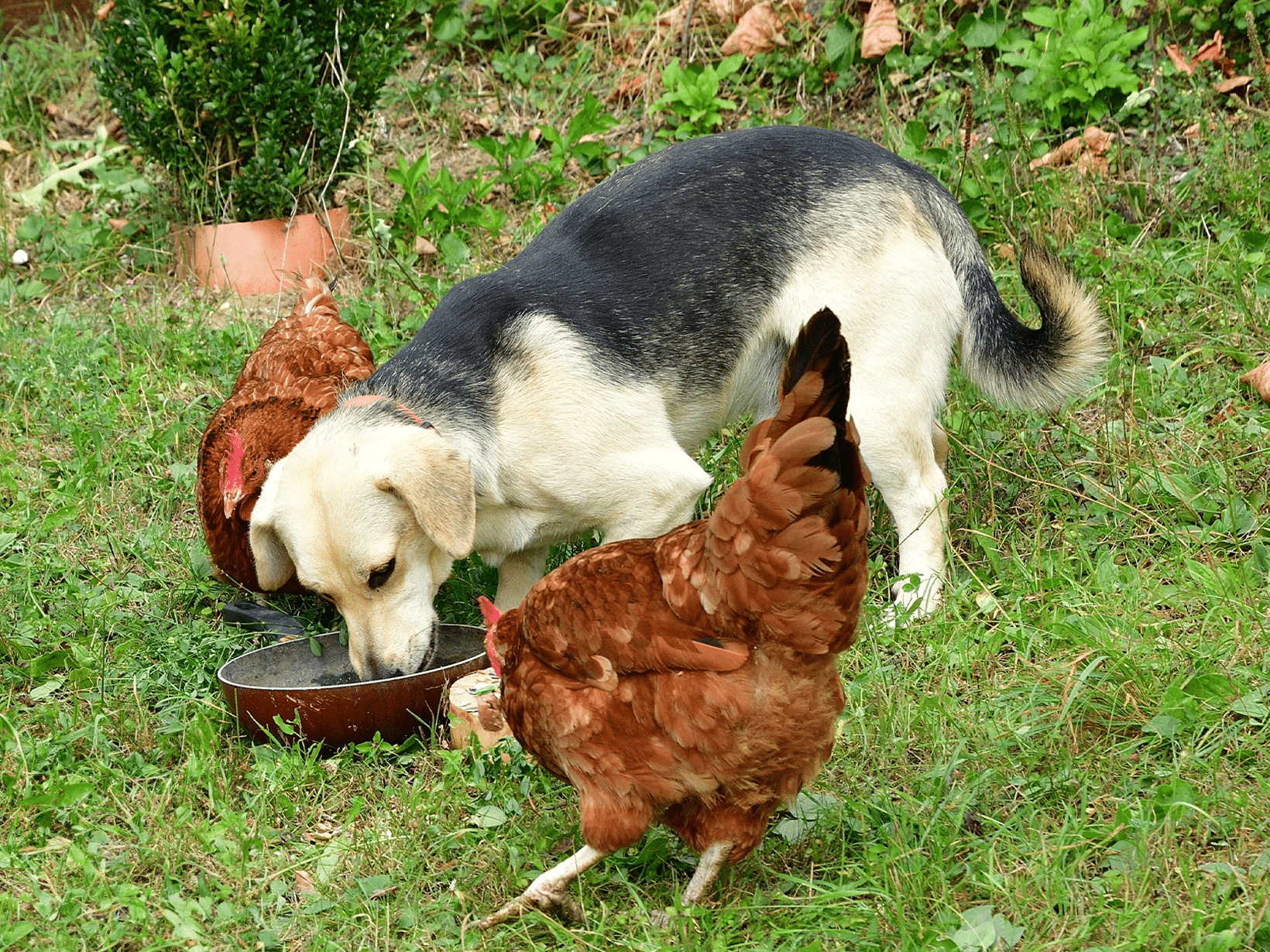 Mag een hond vogelvoer eten?