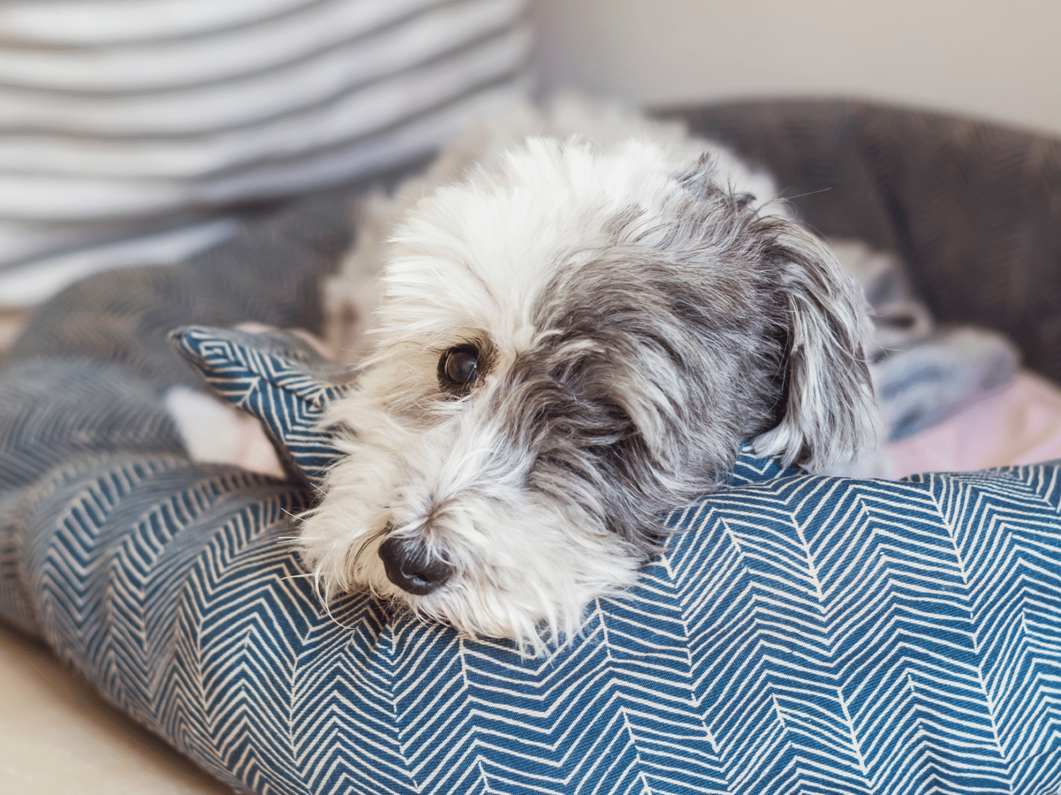 Ontstoken baarmoeder hond: symptomen en behandelingstips