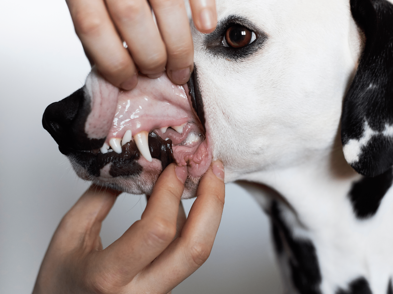 Ontstoken gezond gebit van een hond