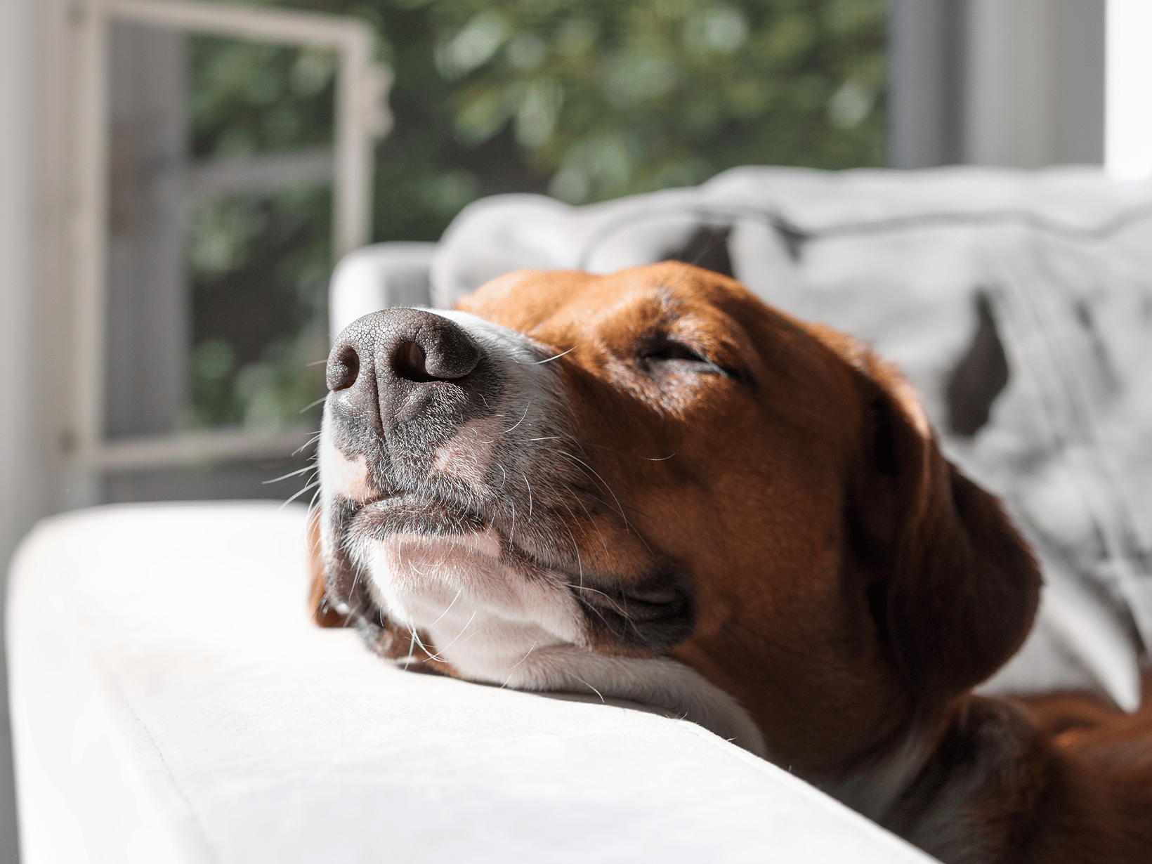 Ontstoken haarzakje van een hond