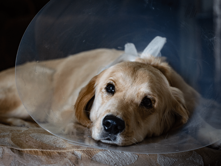 Ontstoken hechtingen bij een hond: verzorgingstips en advies