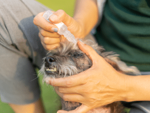 Ontstoken oog van een hond behandelen