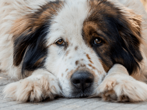 Ontstoken snorhaar van een hond