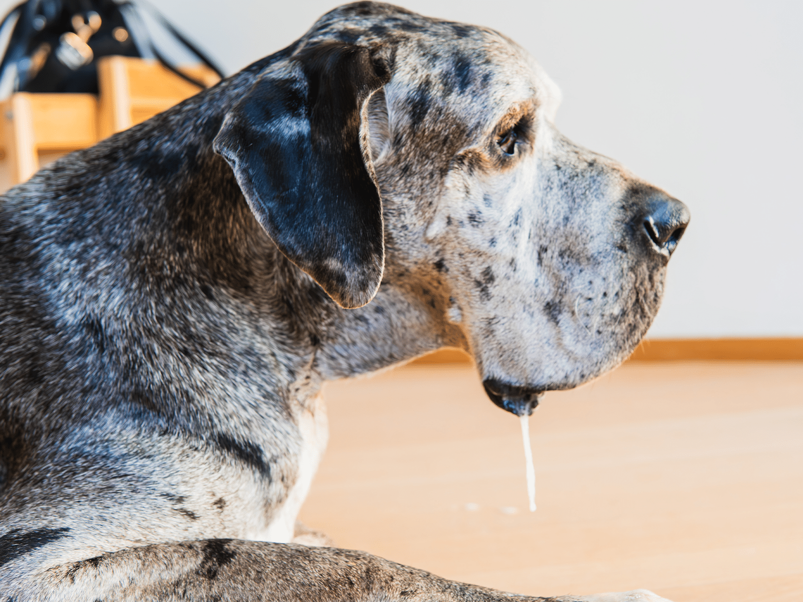 Ontstoken speekselklier van een hond