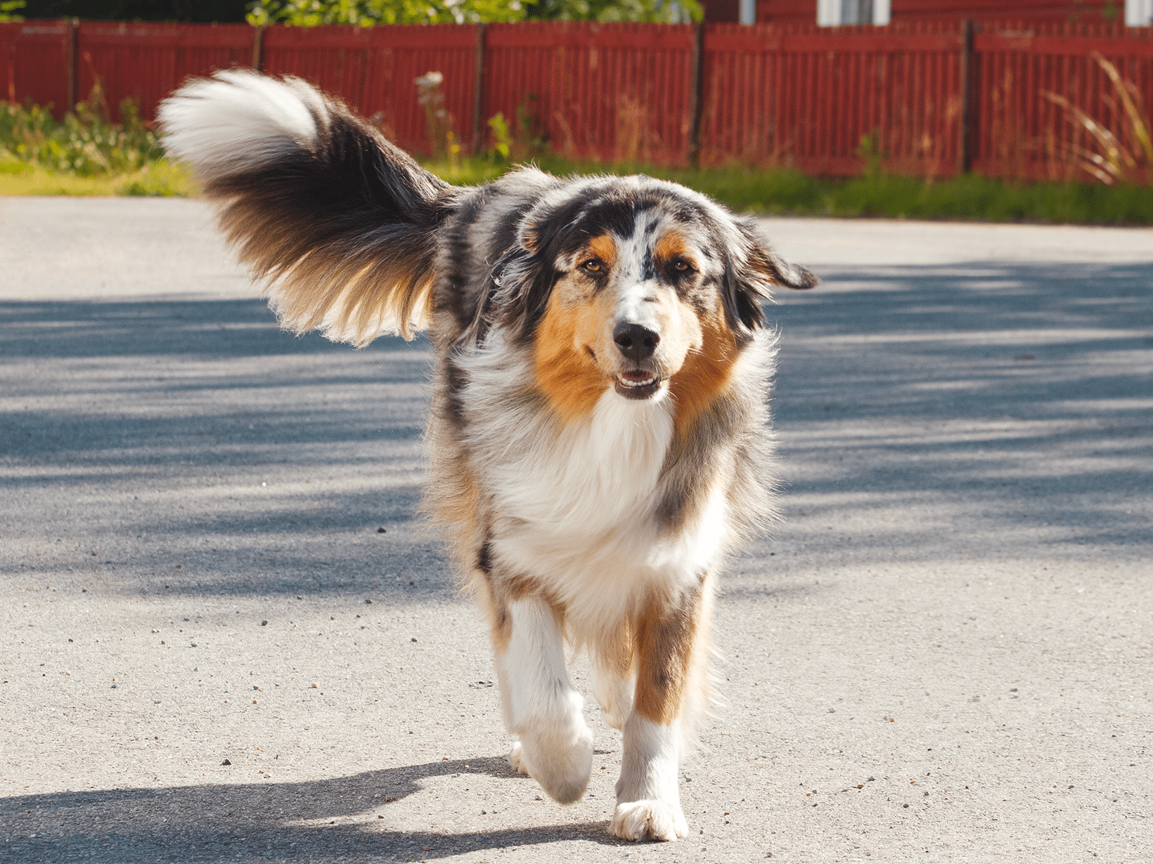 Ontstoken staart van een hond