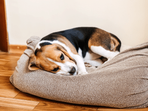 Ontstoken staartklier van een hond