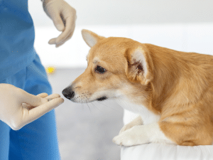 Ontstoken tepel behandeling bij een hond