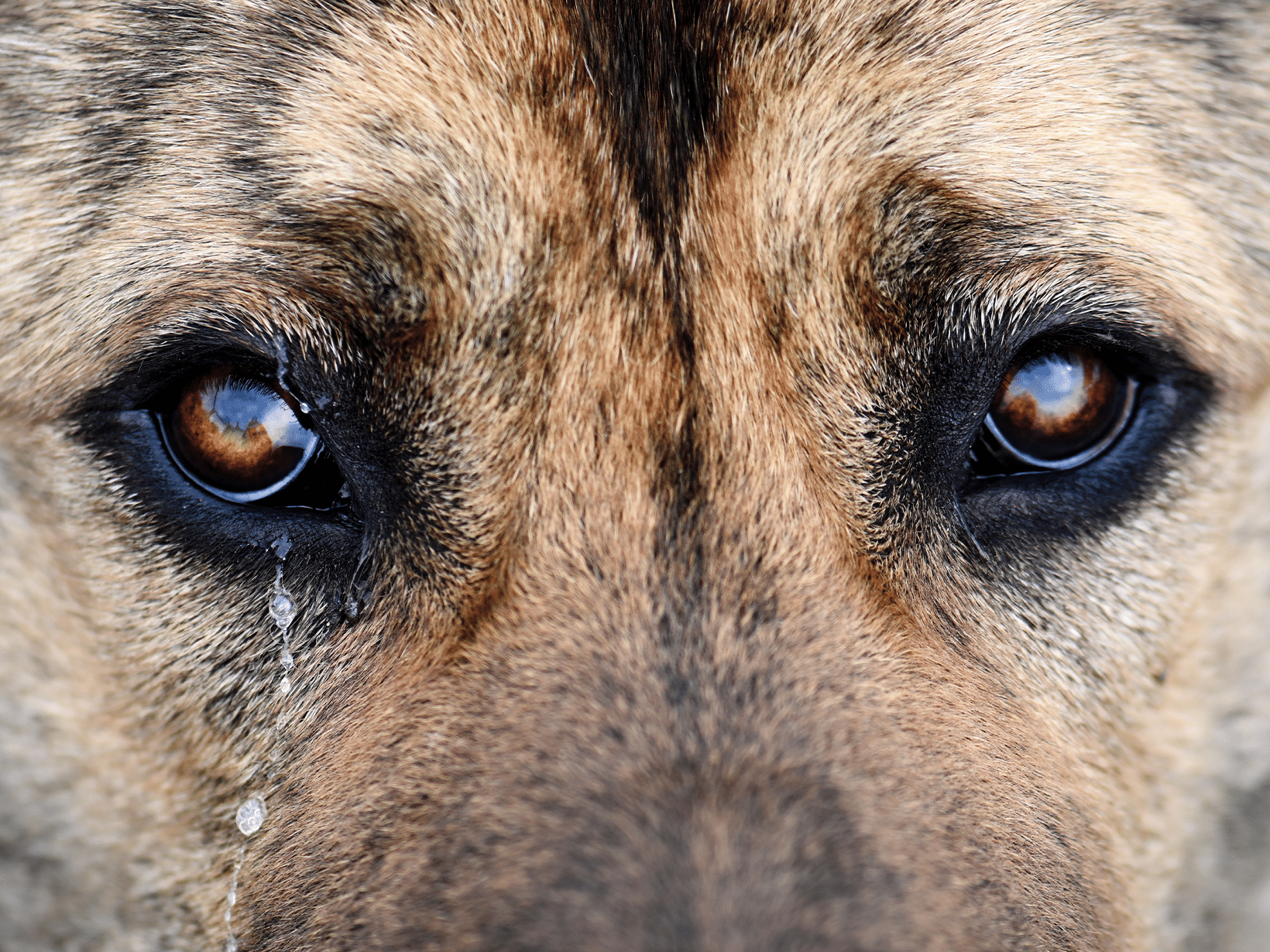 Ontstoken traanbuis bij een hond