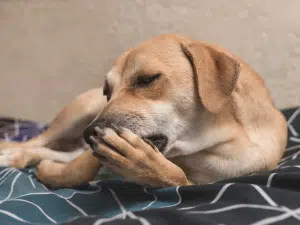 Ontstoken voetkussen van een hond