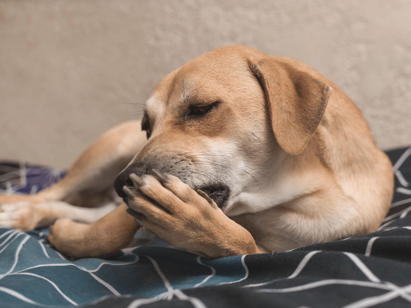 Ontstoken voetkussen van een hond