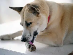 Ontstoken wolfsklauw bij een hond