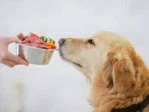 Waarom eet een hond alleen lekkere dingen?