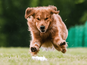 Waarom eet een hond een boterhamzakje?