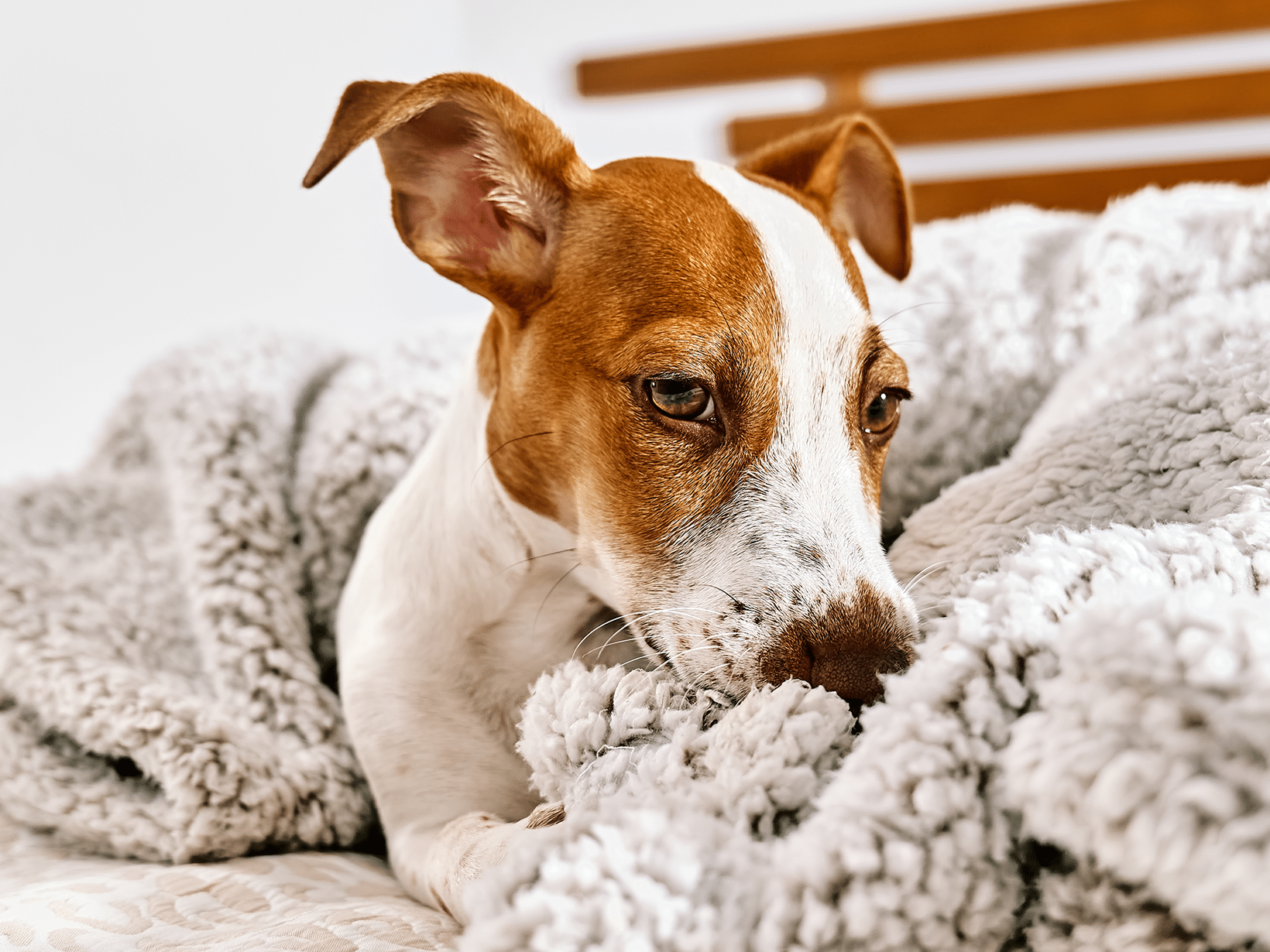 Waarom eet een hond een deken?