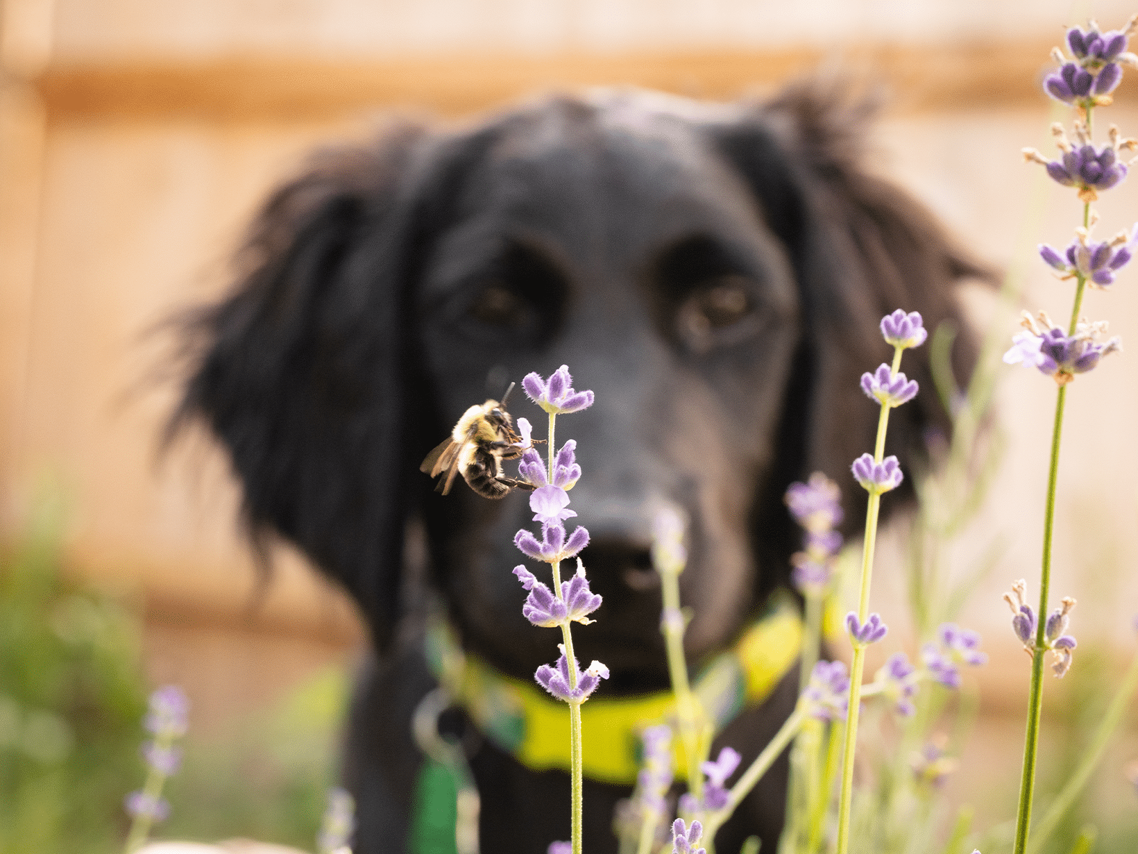 Waarom eet een hond een hommel?