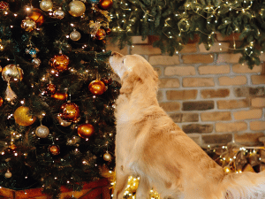 Waarom eet een hond een kerstboom?