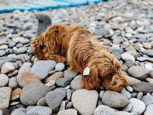 Waarom eet een hond een kiezel?