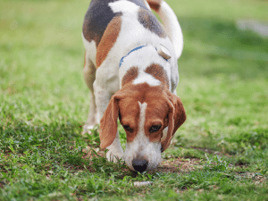 Waarom eet een hond engerlingen?