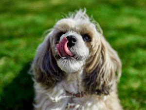 Waarom eet een hond haar?