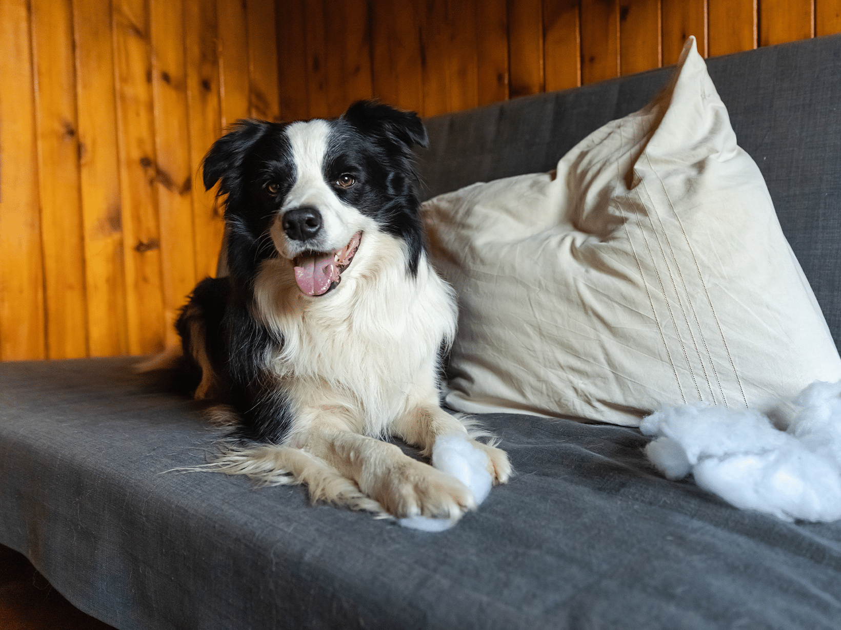 Waarom eet een hond kussenvulling?