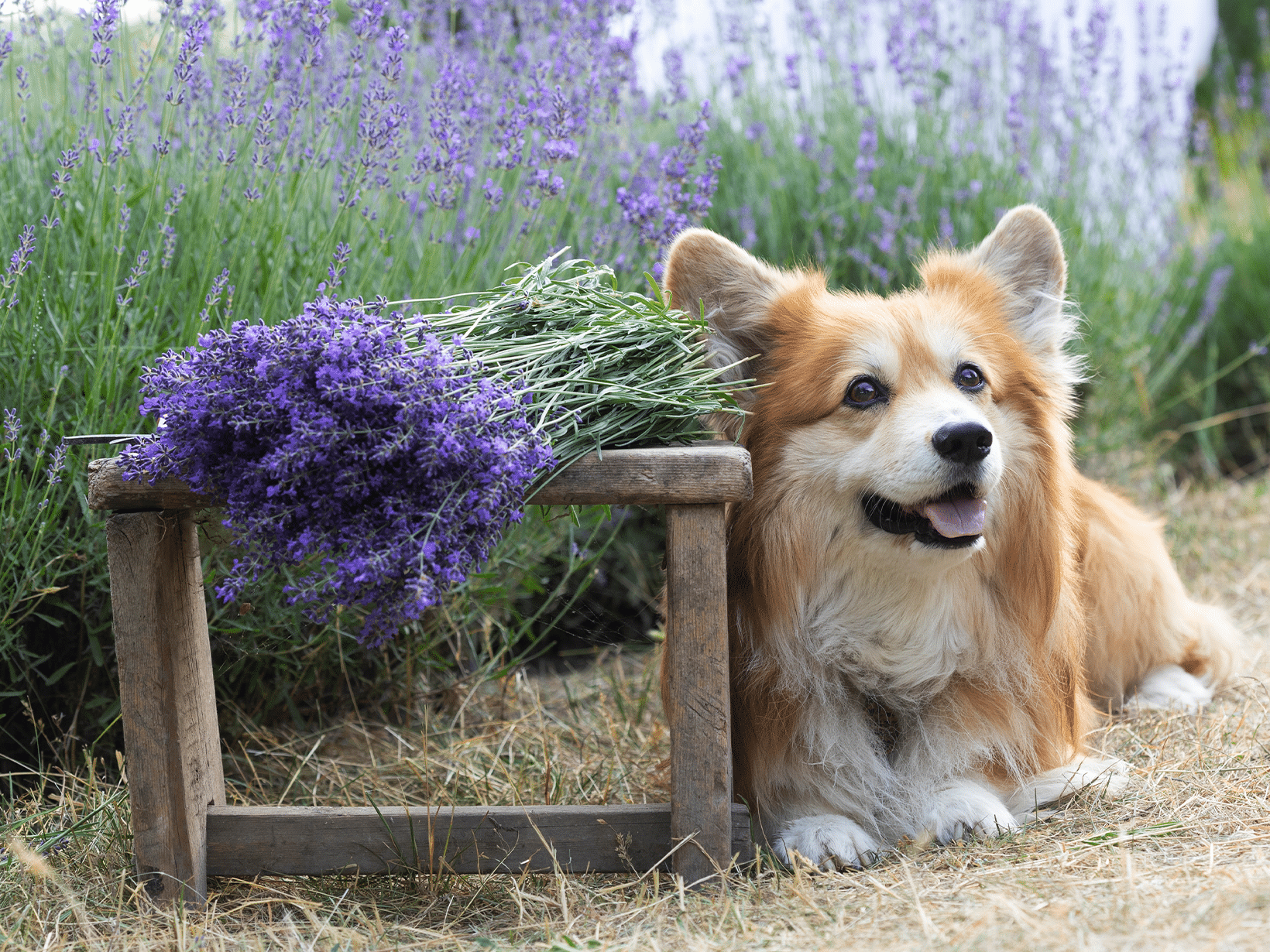 Waarom eet een hond lavendel?