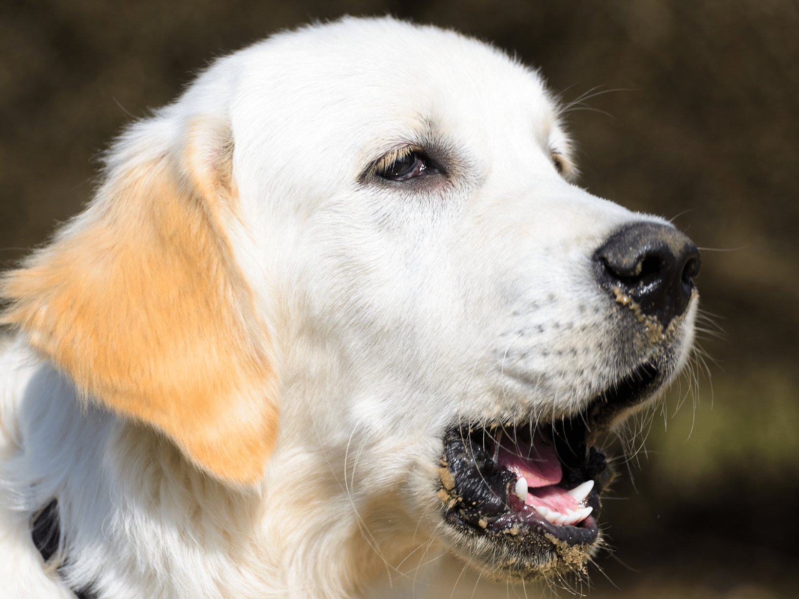 Waarom eet een hond maden?