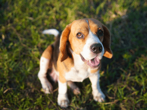 Waarom eet een hond mestkorrels?