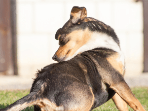 Waarom eet een hond zijn eigen vacht?