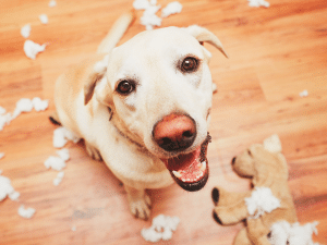 Waarom eet mijn hond de vulling van een knuffel?