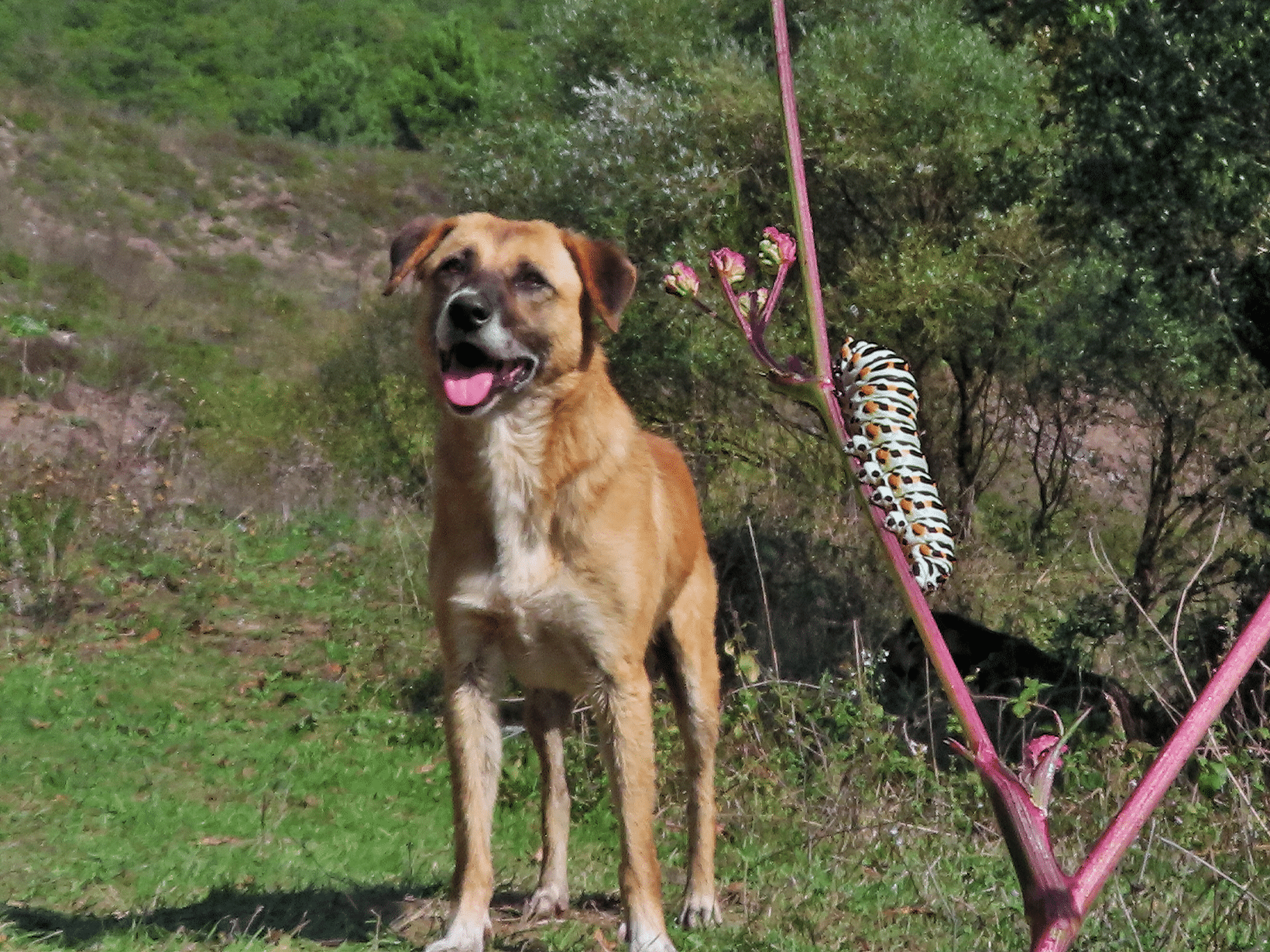 Waarom eet mijn hond een rups?