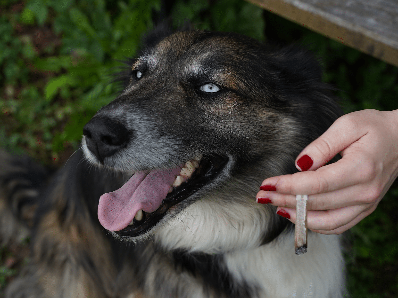 Waarom eet mijn hond een sigaret?