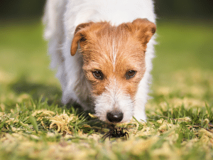 Waarom eet mijn hond een spin?