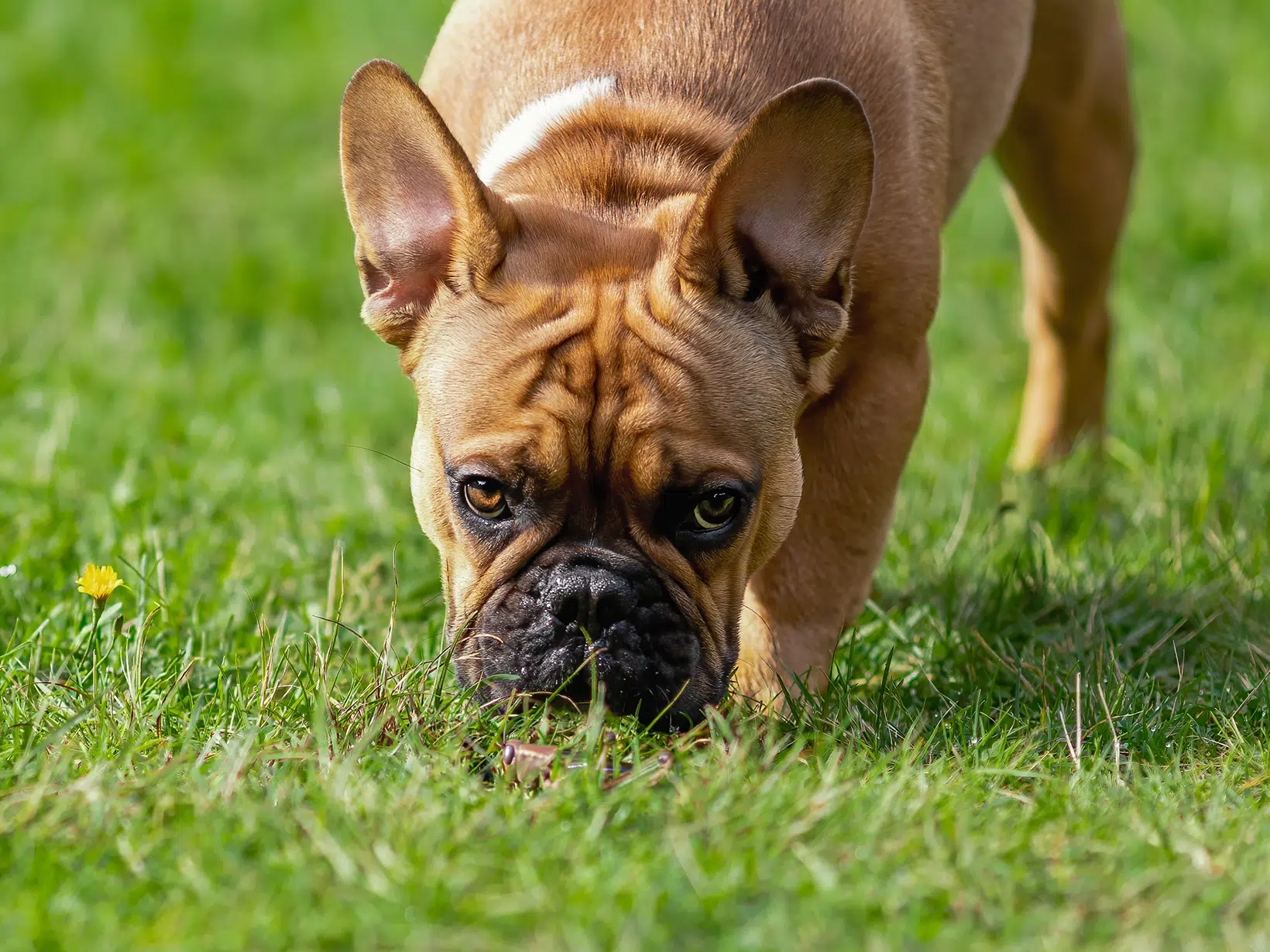 Waarom eet mijn hond een sprinkhaan?