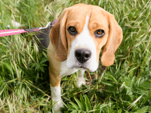 Waarom eet mijn hond een tandenstoker?