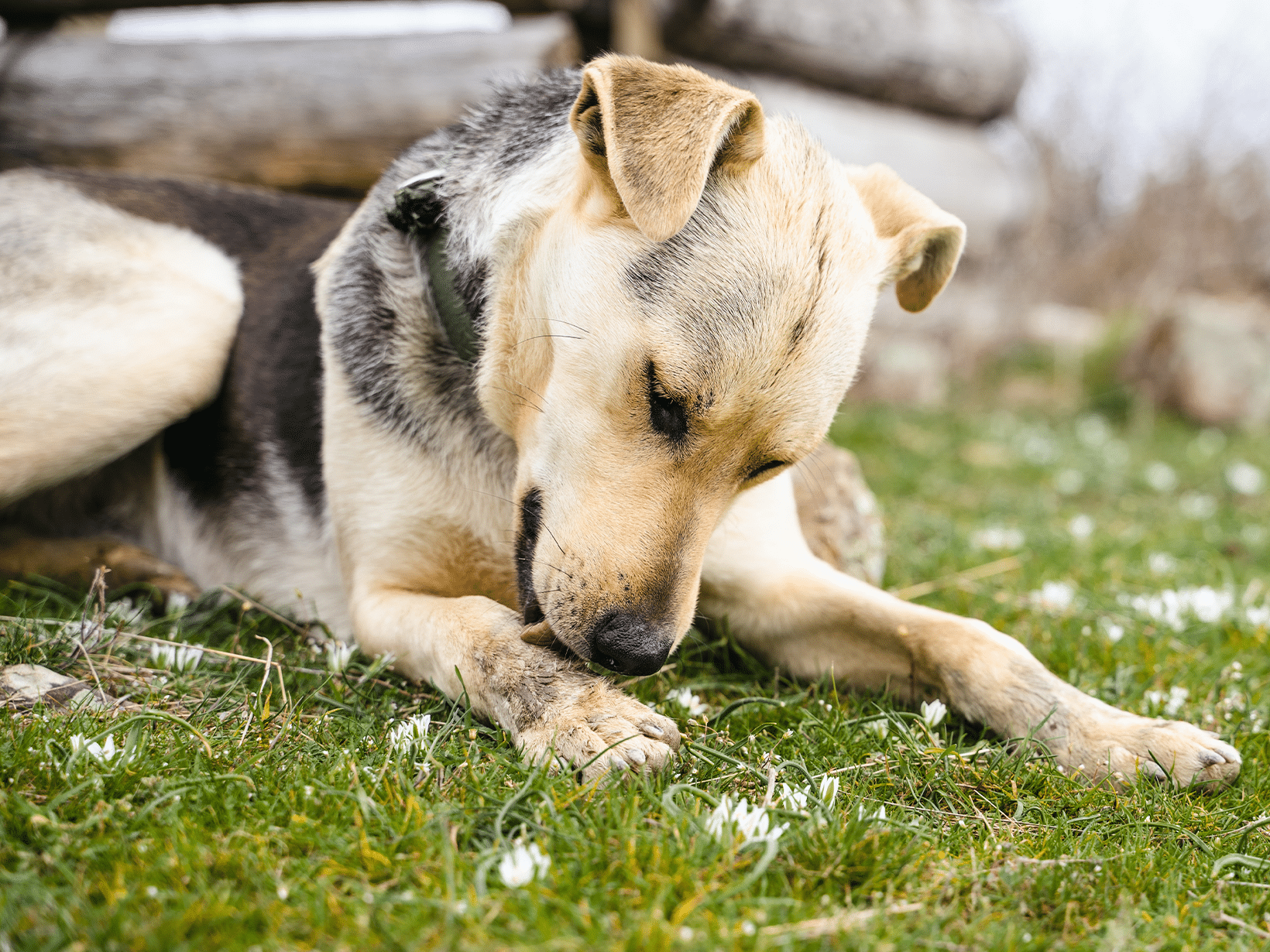 Waarom eet mijn hond een teek?