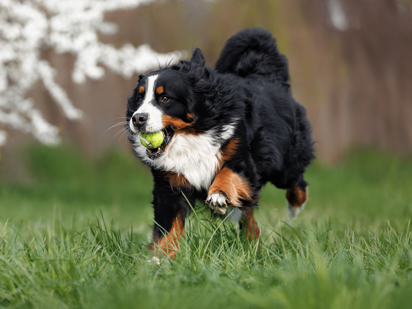 Waarom eet mijn hond een tennisbal?