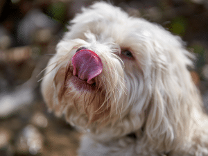 Waarom eet mijn hond een vetbol?