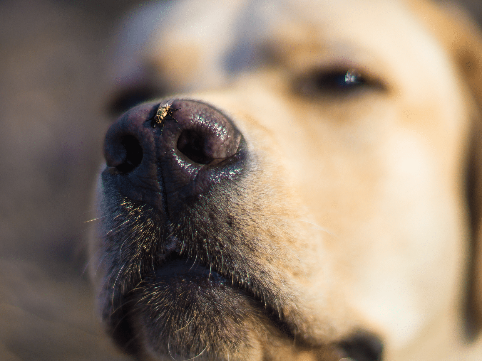 Waarom eet mijn hond een vlieg?