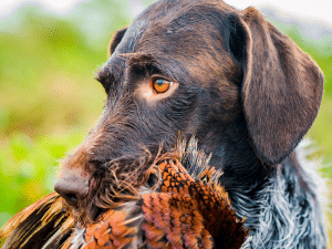 Waarom eet mijn hond een vogel?