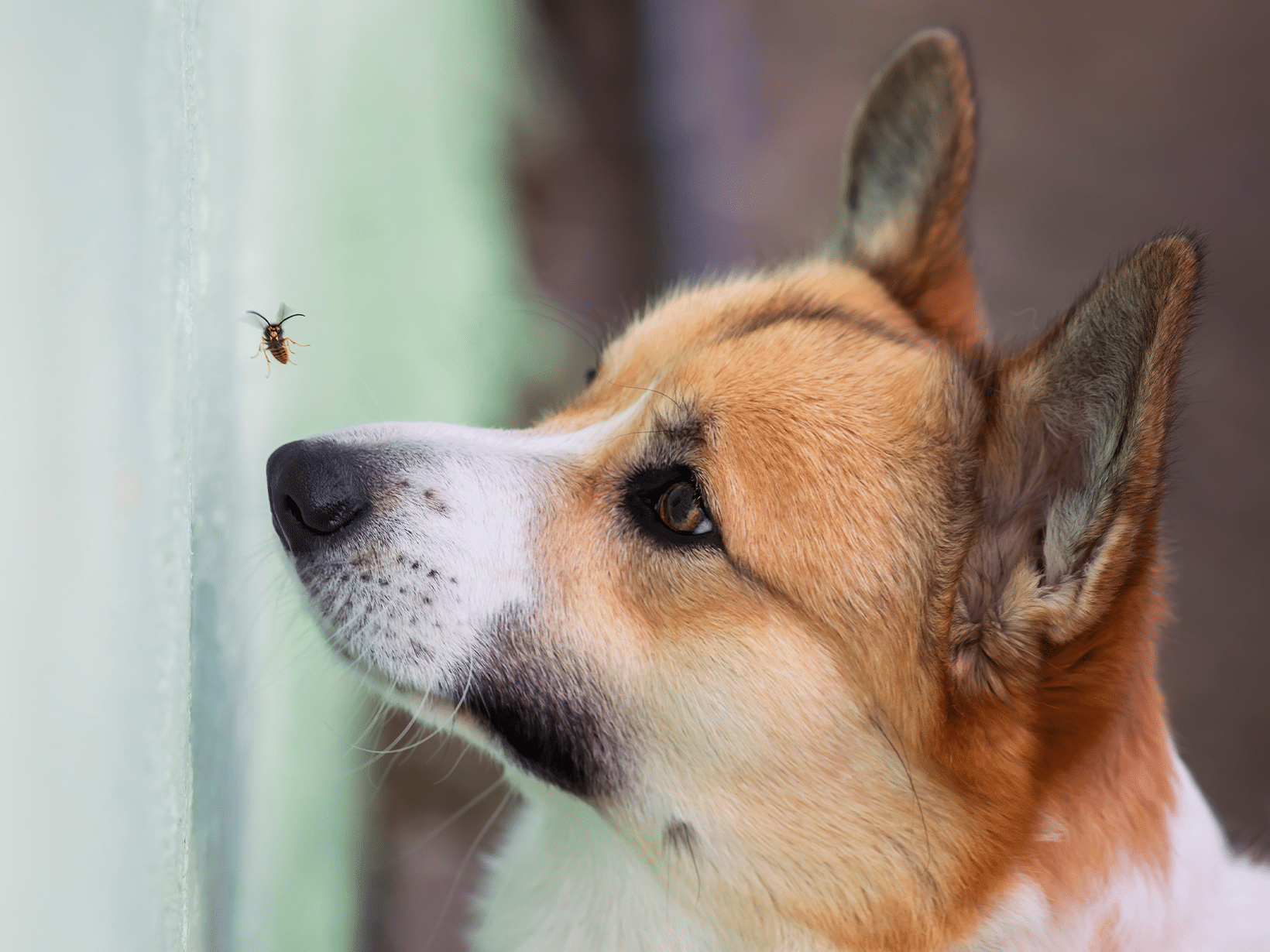 Waarom eet mijn hond een wesp?