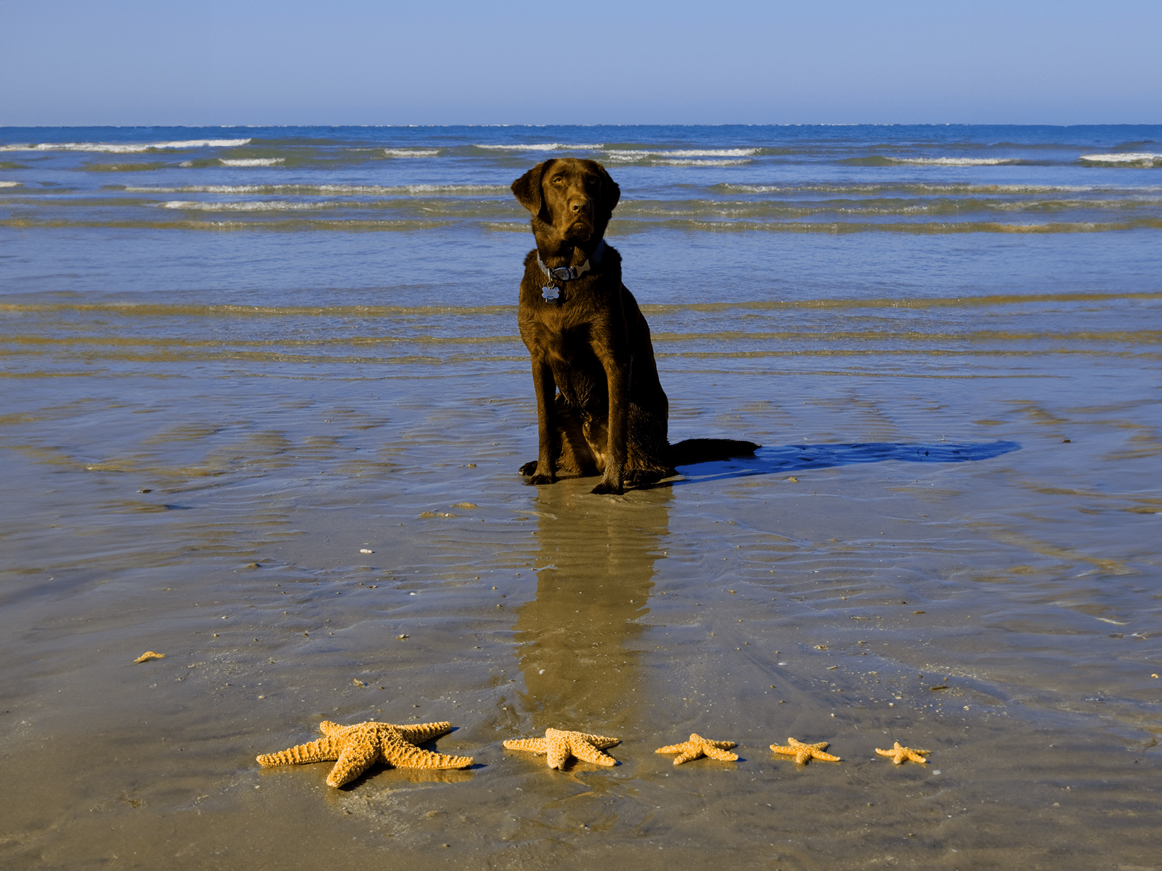 Waarom eet mijn hond een zeester?