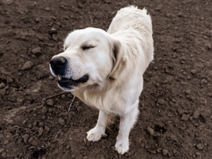 Waarom eet mijn hond meikevers?