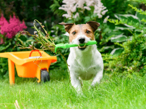 Waarom eet mijn hond onkruid?