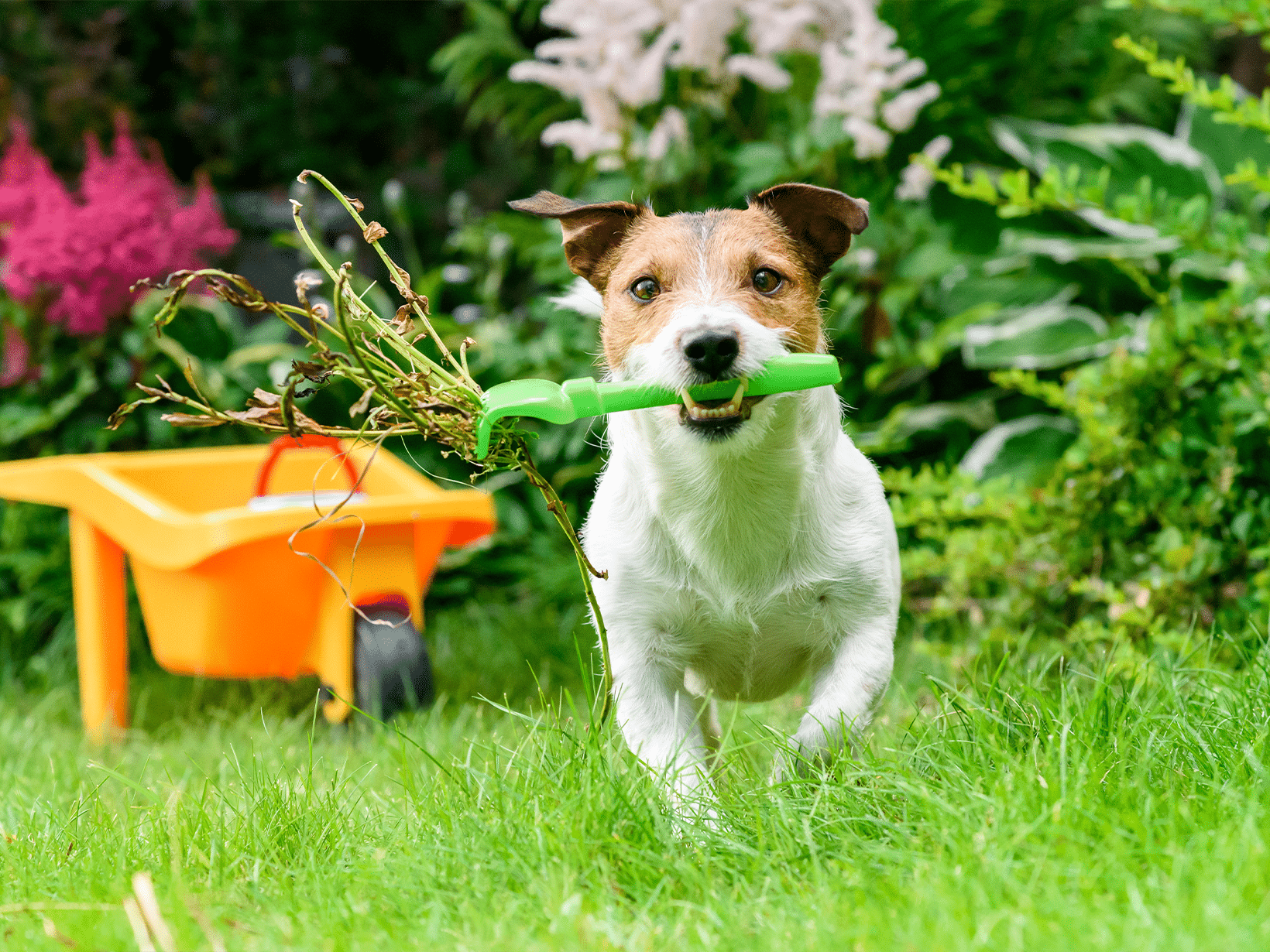 Waarom eet mijn hond onkruid?