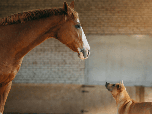 Waarom eet mijn hond paardenmest?